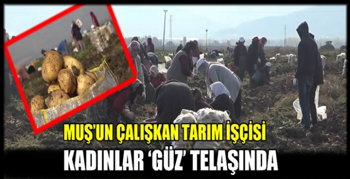 Muş’un çalışkan tarım işçisi kadınlar 'güz' telaşında