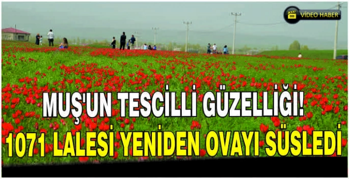 Muş’un tescilli güzelliği! 1071 Lalesi yeniden ovayı süsledi