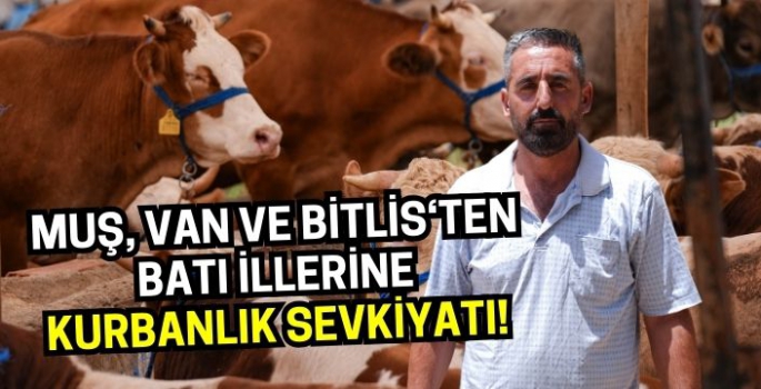 Muş Van Ağrı ve Bitlis'ten batı illerine kurbanlık sevkiyatı sürüyor!