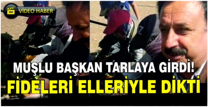 Muşlu Başkan tarlaya girdi fideleri elleriyle dikti