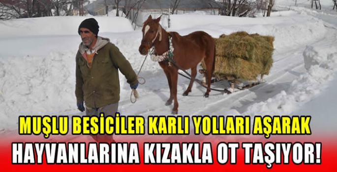 Muşlu besiciler karlı yolları aşarak hayvanlarına kızakla ot taşıyor!