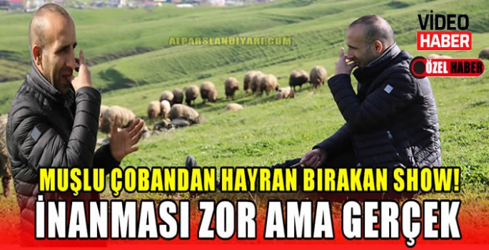 Muşlu çobandan hayran bırakan show! İnanması zor ama gerçek…