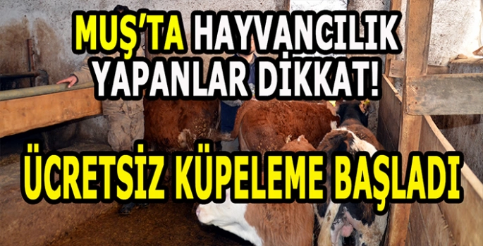 Muşlu hayvancılar dikkat: Buzağıların ücretsiz küpelenmelerine başlandı!