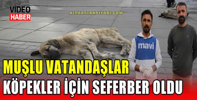 Muşlu vatandaşlar köpekler için seferber oldu