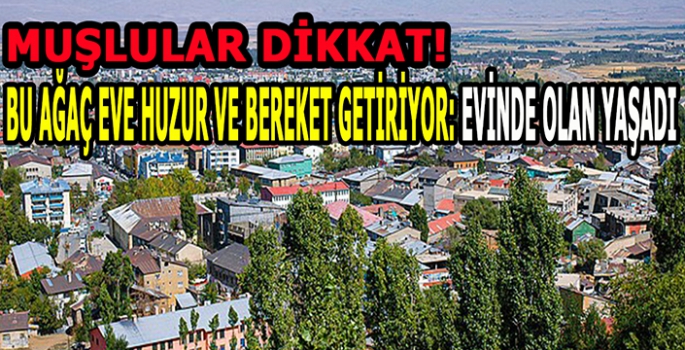 Muşlular dikkat! Evinde olan yaşadı: Bu bitki eve huzur ve bereket getiriyor