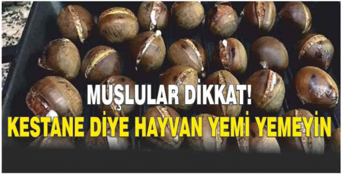 Muşlular dikkat! Kestane diye hayvan yemi yemeyin