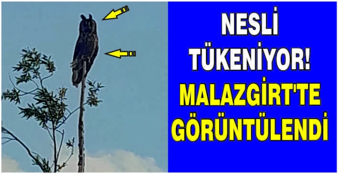 Nesli tükeniyor! Malazgirt’te görüntülendi