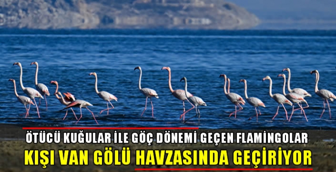 Ötücü kuğular ile göç dönemi geçen flamingolar kışı Van Gölü havzasında geçiriyor