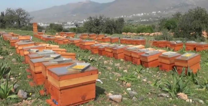 Polen hasadı başladı