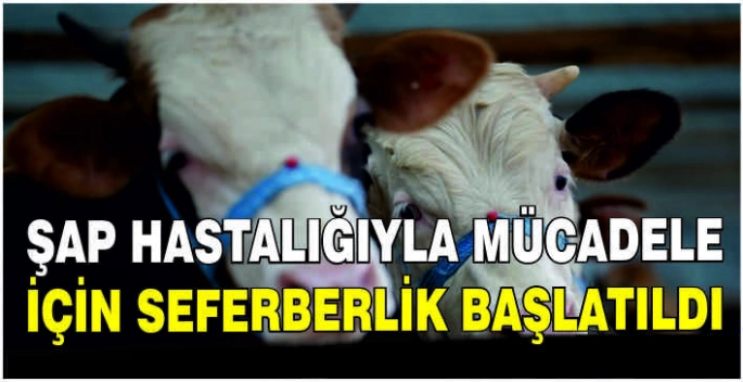 Şap hastalığıyla mücadele için seferberlik başlatıldı