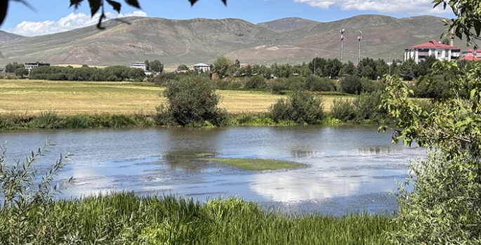 Sıcakların etkili olduğu Ardahan'da su debisi düşen Kura Nehri'ni yosun kapladı