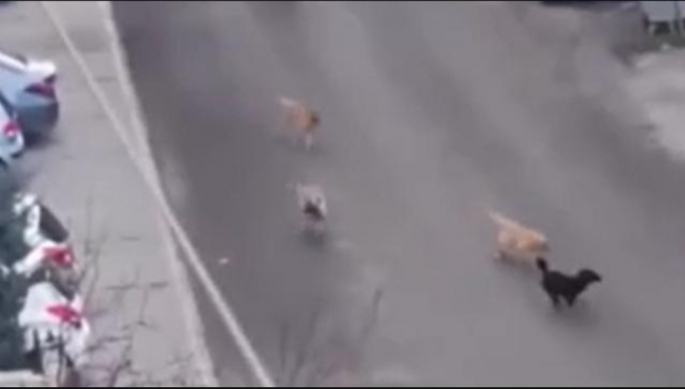 Sokak köpekleri küçük çocuğa saldırdı