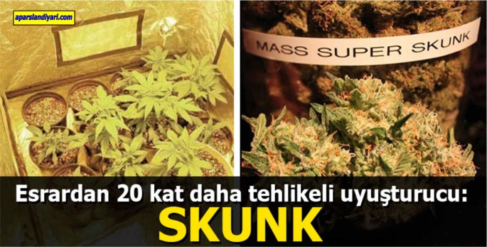 Son Zamanlarda adını sıkça duyduğumuz Skunk uyuşturucusu nedir? Zararları nelerdir?