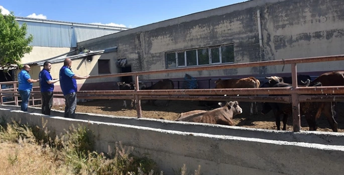 TDV, Van'da 6 bin 825 hisse kurbanlığın kesimine başladı