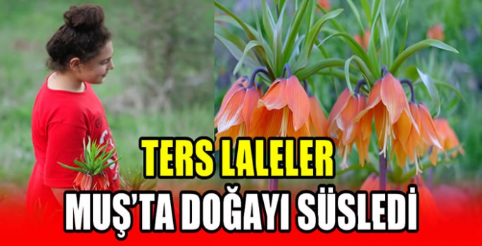 Ters laleler Muş’ta doğayı süsledi