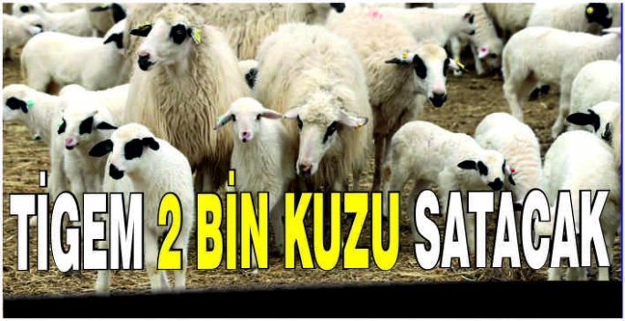 TİGEM 2 bin kuzu satacak