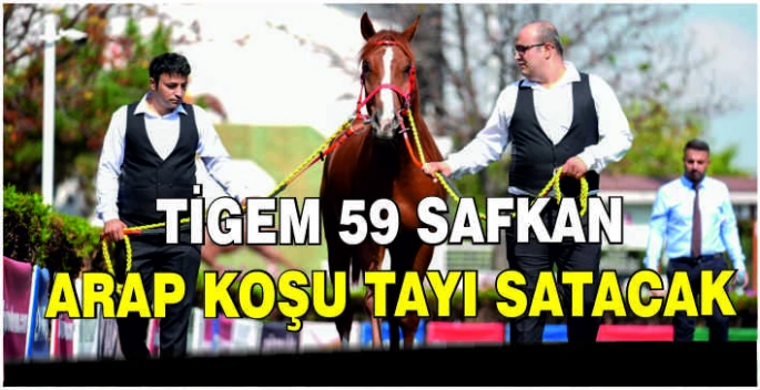 TİGEM 59 safkan Arap koşu tayı satacak