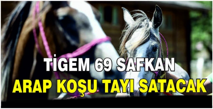 TİGEM 69 safkan Arap koşu tayı satacak