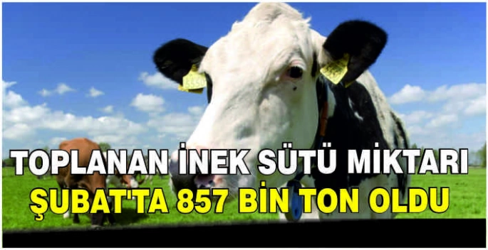 Toplanan inek sütü miktarı Şubat’ta 857 bin ton oldu
