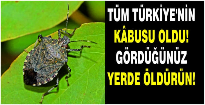 Tüm Türkiye'nin kâbusu oldu! Gördüğünüz yerde öldürün!