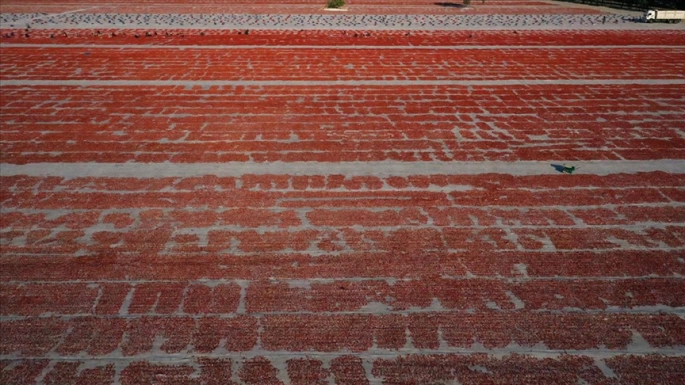 Türkiye'nin domates hasılatı belli oldu