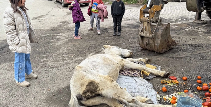 Van'da bitkin halde bulunan katıra ekipler müdahale etti