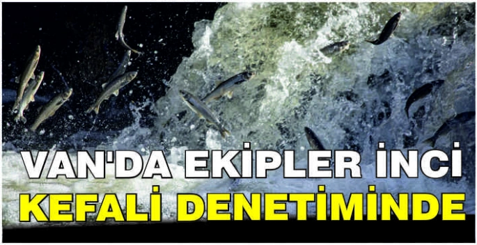 Van'da ekipler inci kefali denetiminde