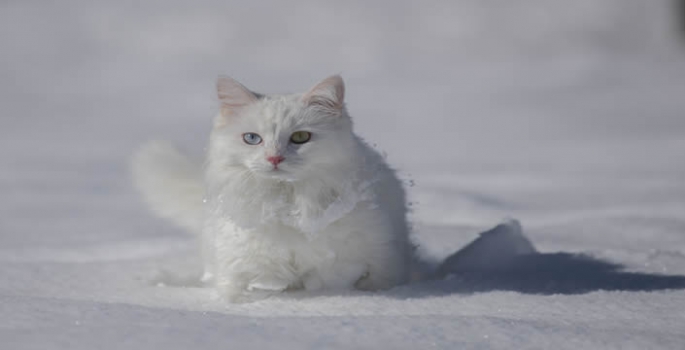 Van'da Kar Yağışıyla Birlikte Van Kedileri Karın Tadını Çıkardı