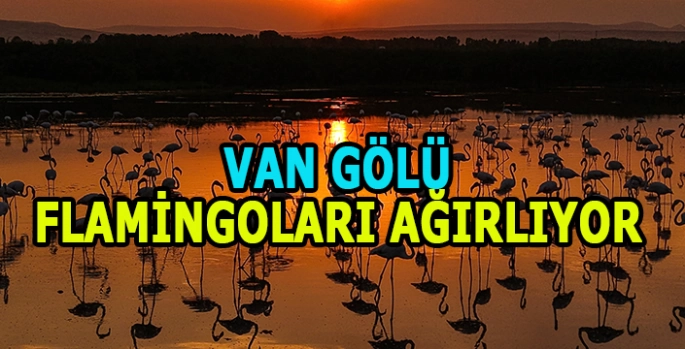 Van Gölü Havzası'nda konaklayan flamingolar gün batımıyla güzel görüntüler oluşturdu