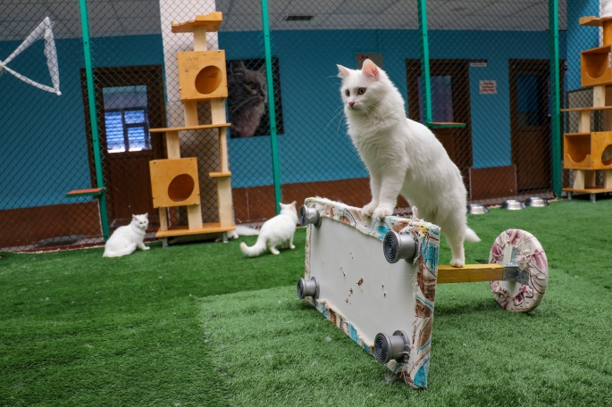 Van Kedi Villası'nda bu yıl 80 yavru sahiplendirildi 