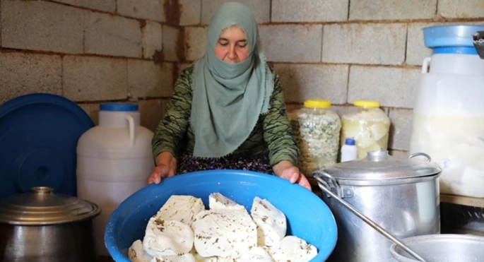 Vanlı besiciler 2 bin 700 rakımdaki yaylada otlu peynir üretiyor
