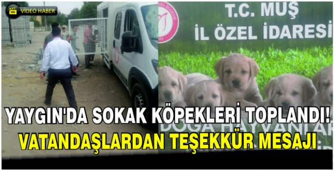 Yaygın’da sokak köpekleri toplandı! Vatandaşlardan teşekkür mesajı