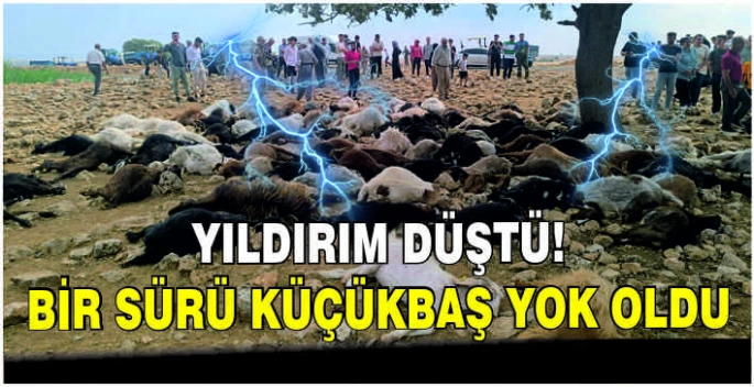 Yıldırım düştü! Bir sürü küçükbaş yok oldu