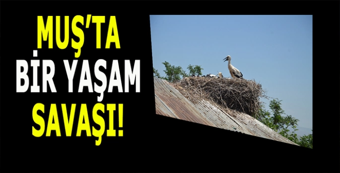 Yuvadan göç yolculuğuna: Muş’ta veda zamanı!