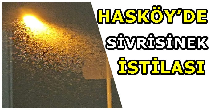 Sivrisinek Hasköy'ün başına bela oldu!